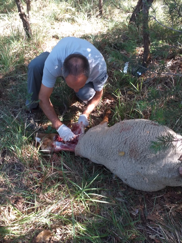 Loups : effectifs 2022 en légère baisse, mais pression de prédation « grandissante » selon la FNO