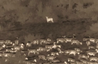 Loup : le plan national repoussé à septembre