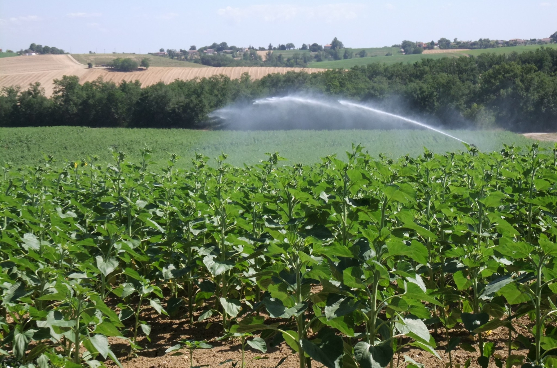 Irrigation du tournesol : sobriété des apports d’eau pour un maximum de rentabilité
