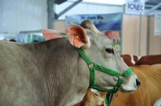 L’avenir de l’élevage se dessinera à Clermont-Ferrand du 3 au 6 octobre