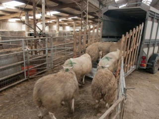 Ovins : l'Aïd pourrait enrayer la baisse des cours