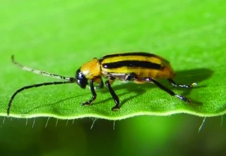 Chrysomèles du maïs : quel scénario pour 2023 ?