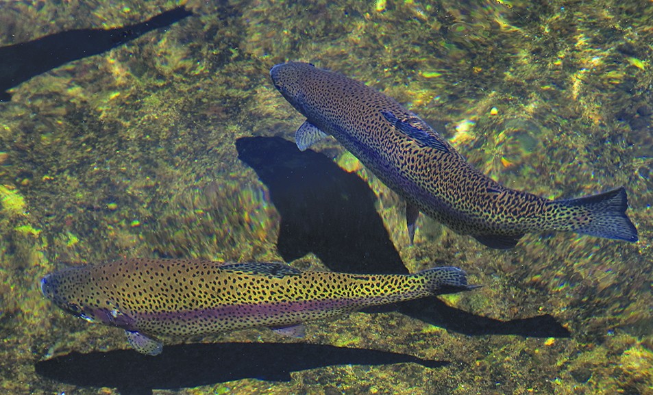 Le bien-être des poissons en aquaculture