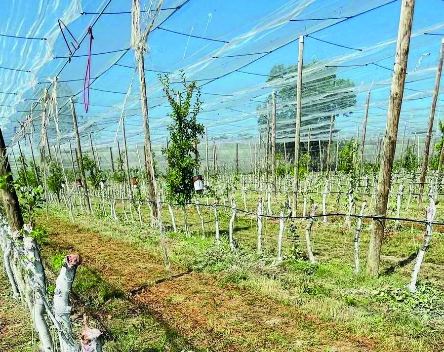 Trois hectares saccagés dans le Tarn