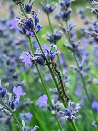 La chenille noctuelle dévaste les lavandes