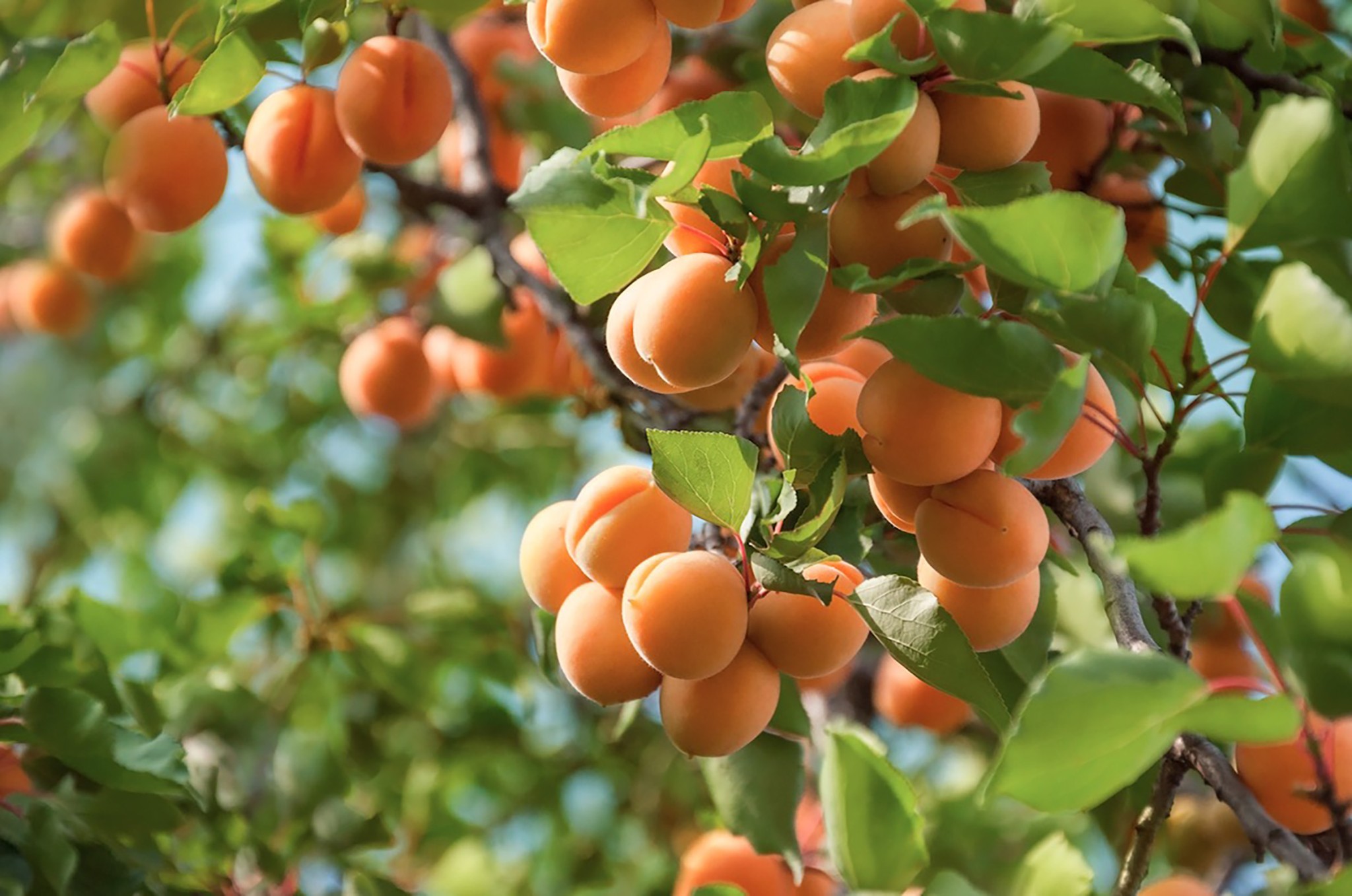 Abricots : des difficultés d’écoulement