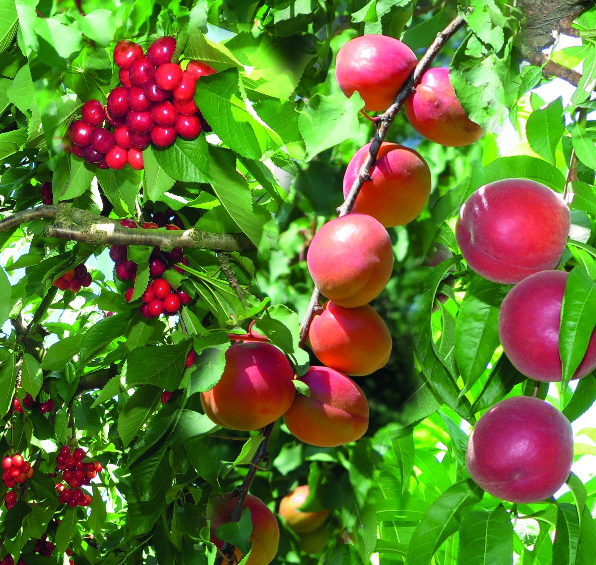 Face au climat, une future carte des fruits encore floue