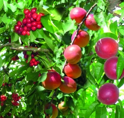 Face au climat, une future carte des fruits encore floue