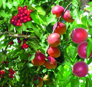Face au climat, une future carte des fruits encore floue