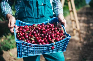 Marc Fesneau a reçu les filières cerises de table et industrie