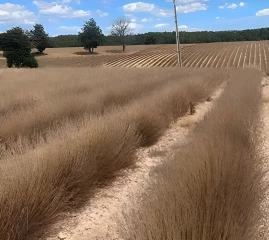 Deux réunions de crise sur la lavande et le lavandin