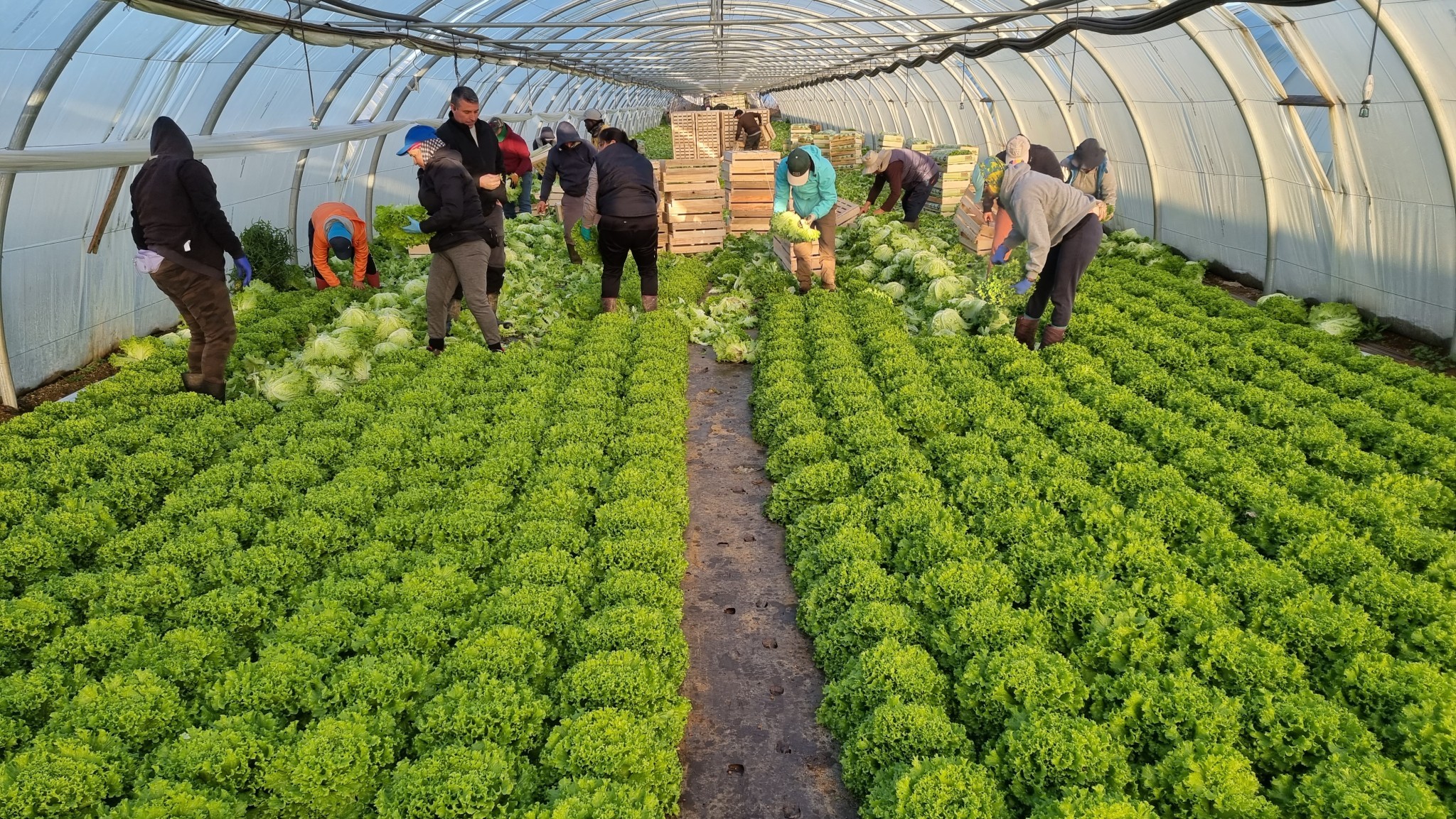 L’irrigation en maraîchage sur sol vivant