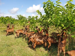 Domaine du Pradel : répondre aux défis de la profession caprine