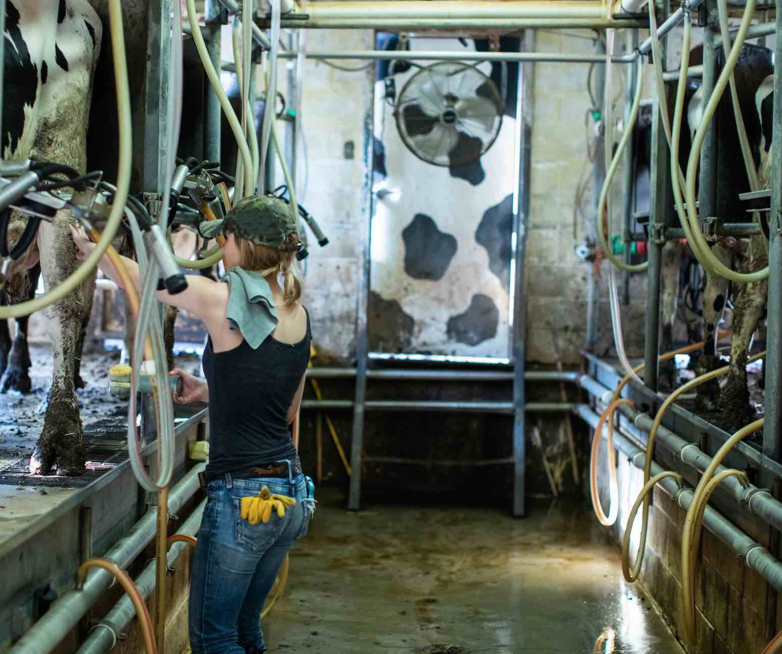 Lait de vache : un recul de la valorisation « inacceptable »