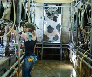 Lait de vache : un recul de la valorisation « inacceptable »