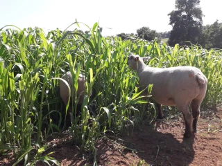 Du sorgho à pâturer