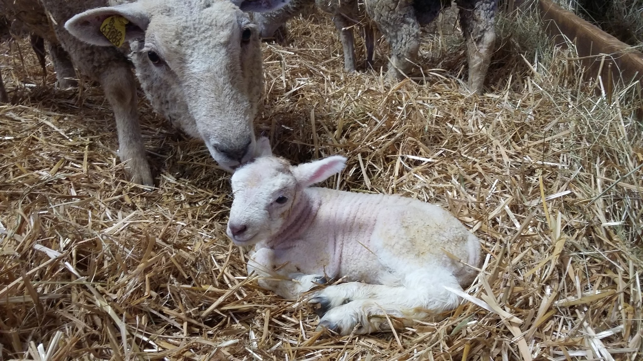 Des agneaux bien immunisés par le colostrum