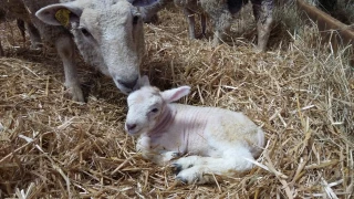 Des agneaux bien immunisés par le colostrum