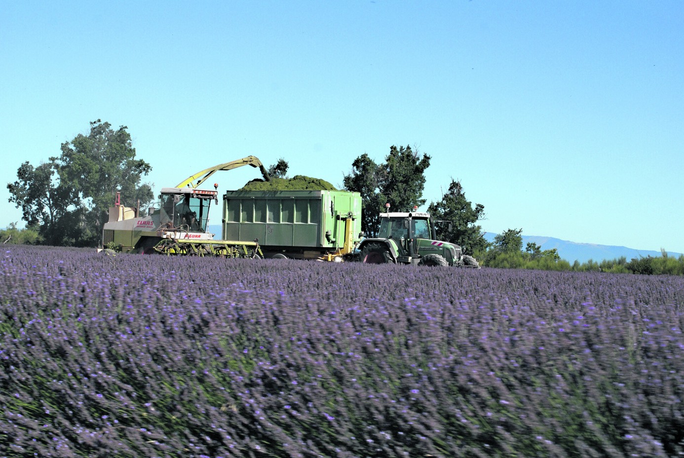 Aide aux producteurs de lavande/lavandin : réouverture du guichet