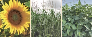 Maïs, tournesol, soja : vers des rendements moyens à bons