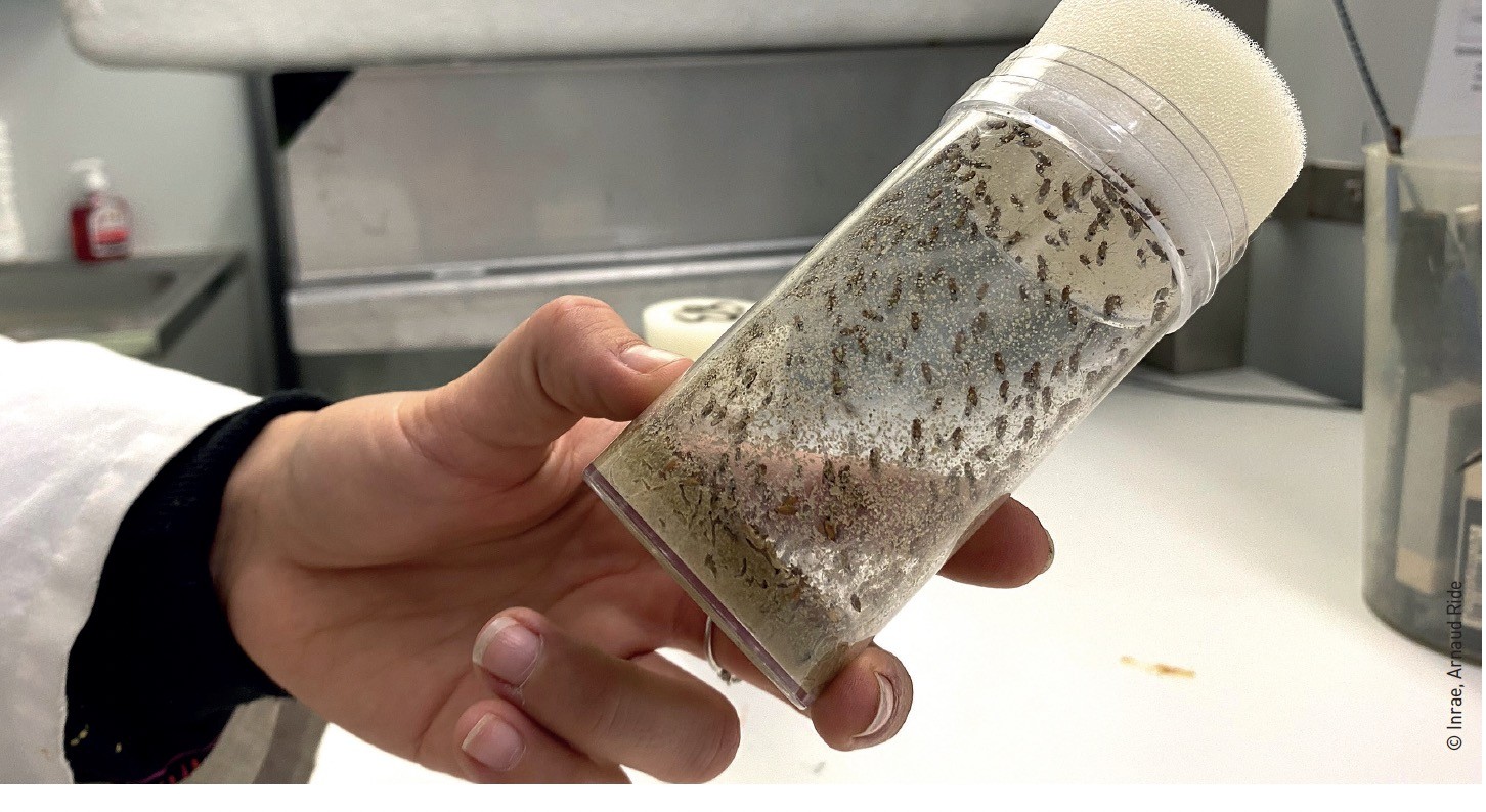 Des avancées pour ralentir la Drosophila suzukii