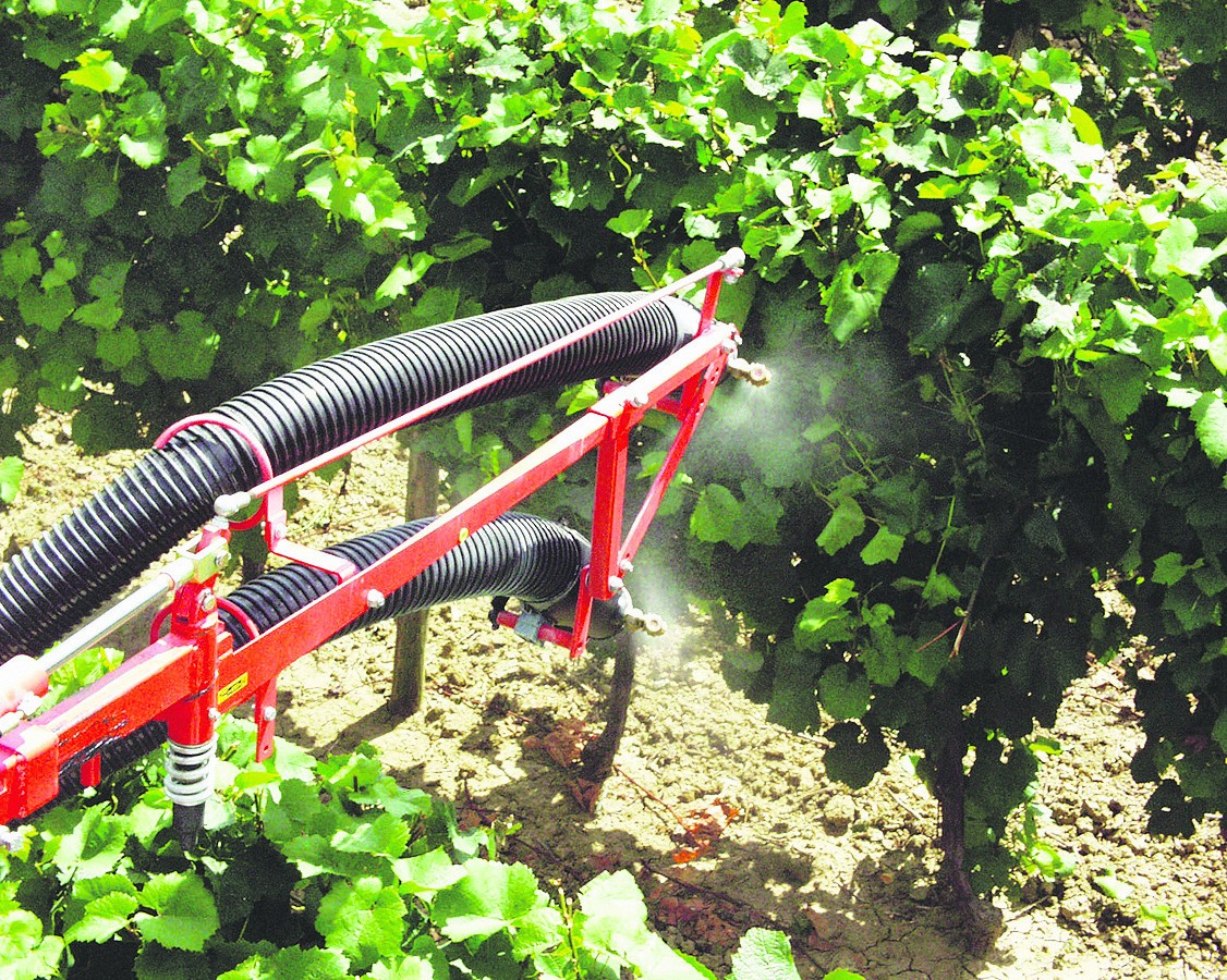 Les vignes font de la résistance