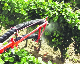 Les vignes font de la résistance