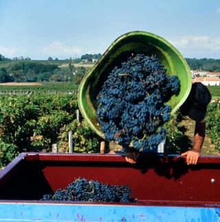 Un contrat saisonnier particulier : le « contrat vendanges »