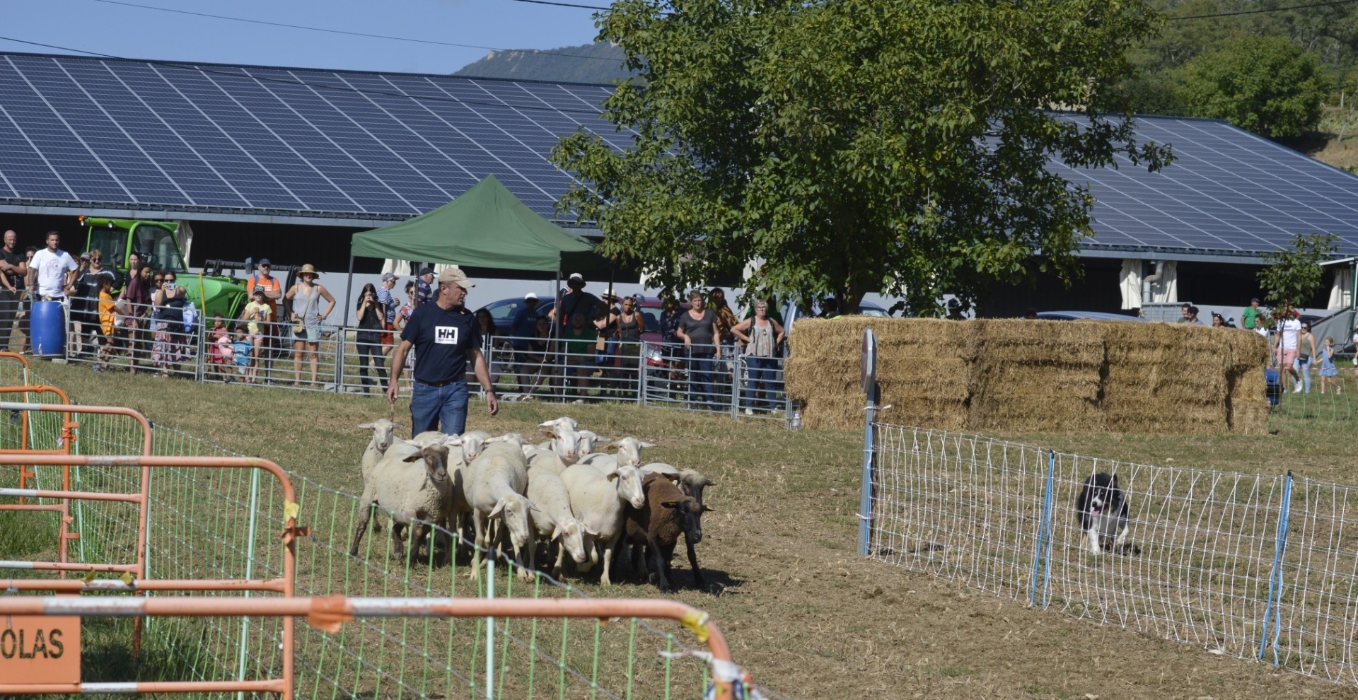 Concours de chiens  de bergers : rendez-vous à Vaunaveys-la-Rochette