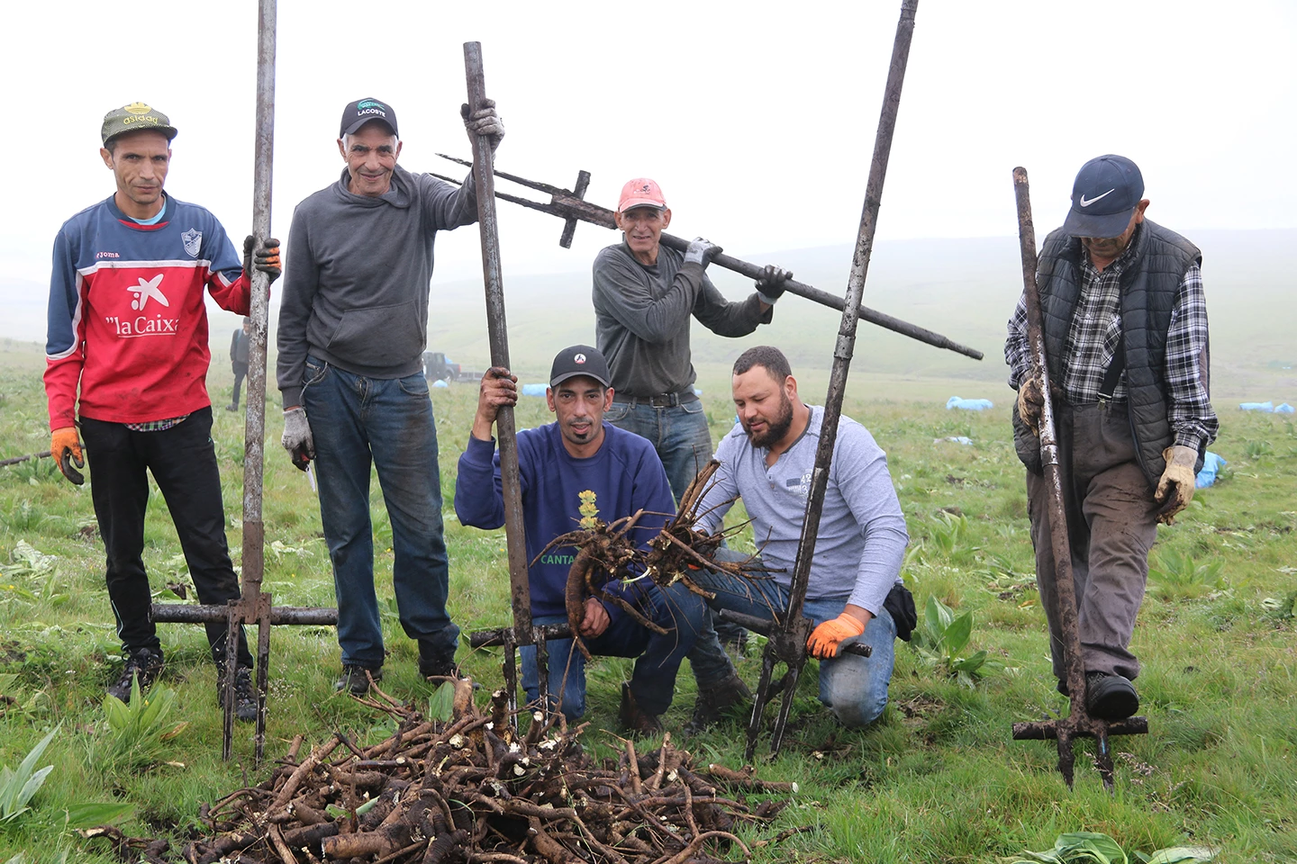 Arrachage : physique… et technique