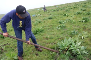 Gençanaïres : la nouvelle génération dépositaire de la préservation de la fée jaune