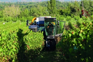 Vendanges : la confiance revient après une saison compliquée