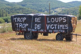 Plan loup 2024-2029 : de report en report