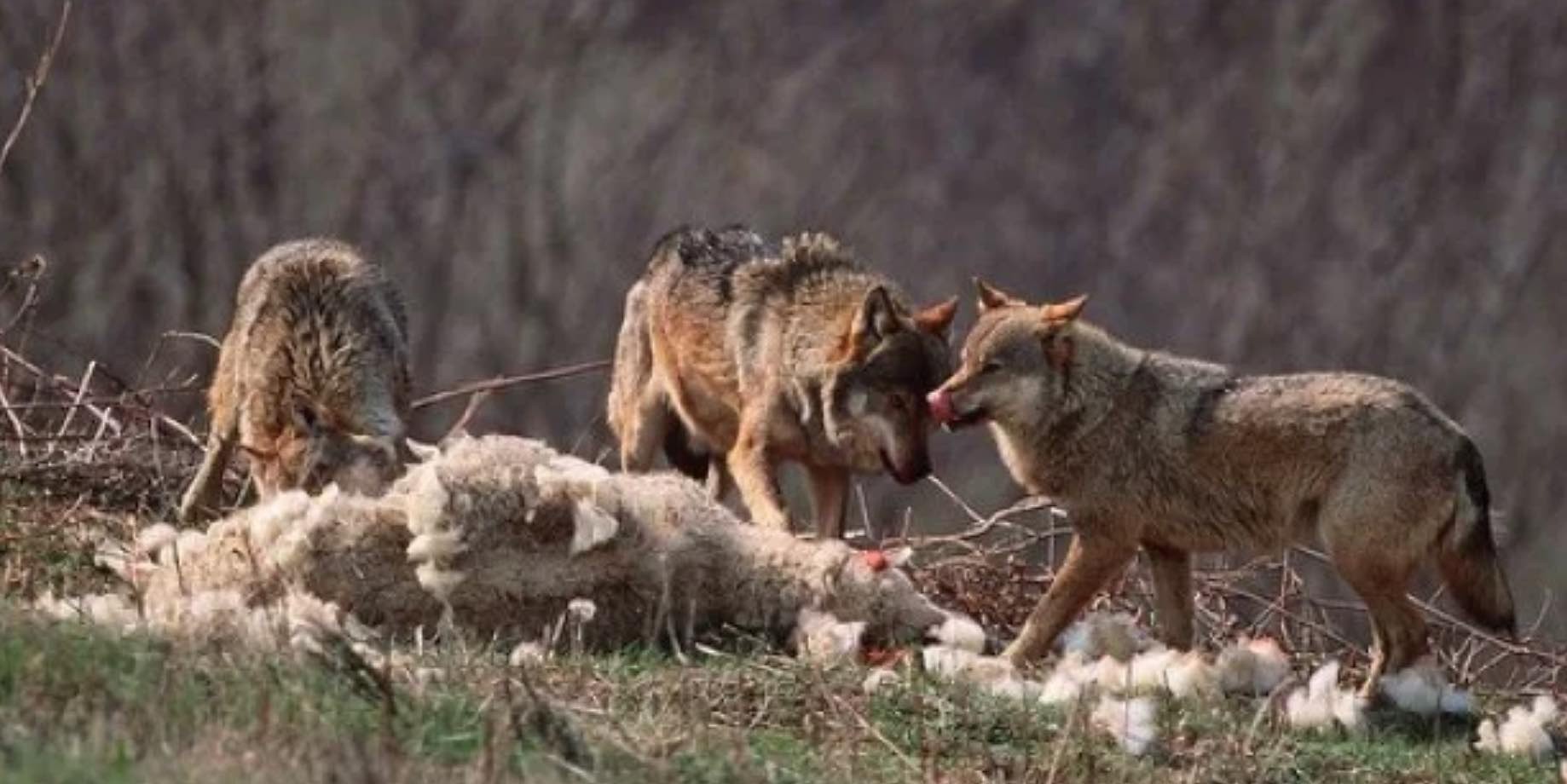 Loup : les syndicats agricoles mettent la pression