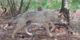 L’OFB réévalue la population de loups à 1 100 individus, soit 200 de plus qu’annoncé 