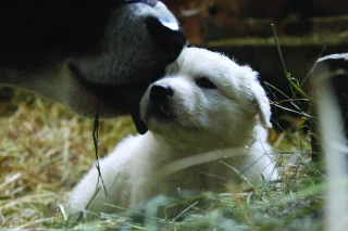 Bien choisir son chien  et l’éduquer correctement
