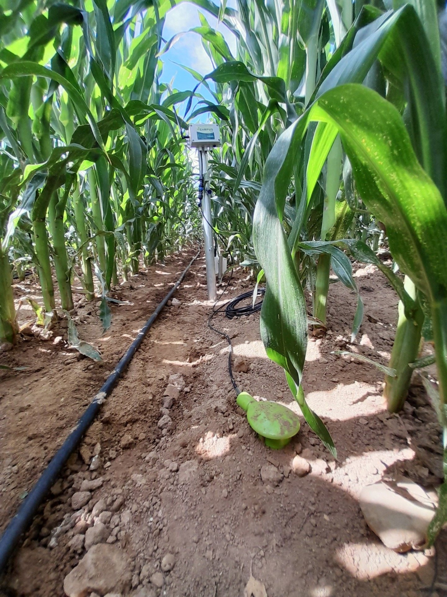 Irrigation : quelles marges de manœuvre pour des pratiques optimisées