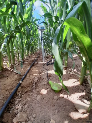 Irrigation : quelles marges de manœuvre pour des pratiques optimisées