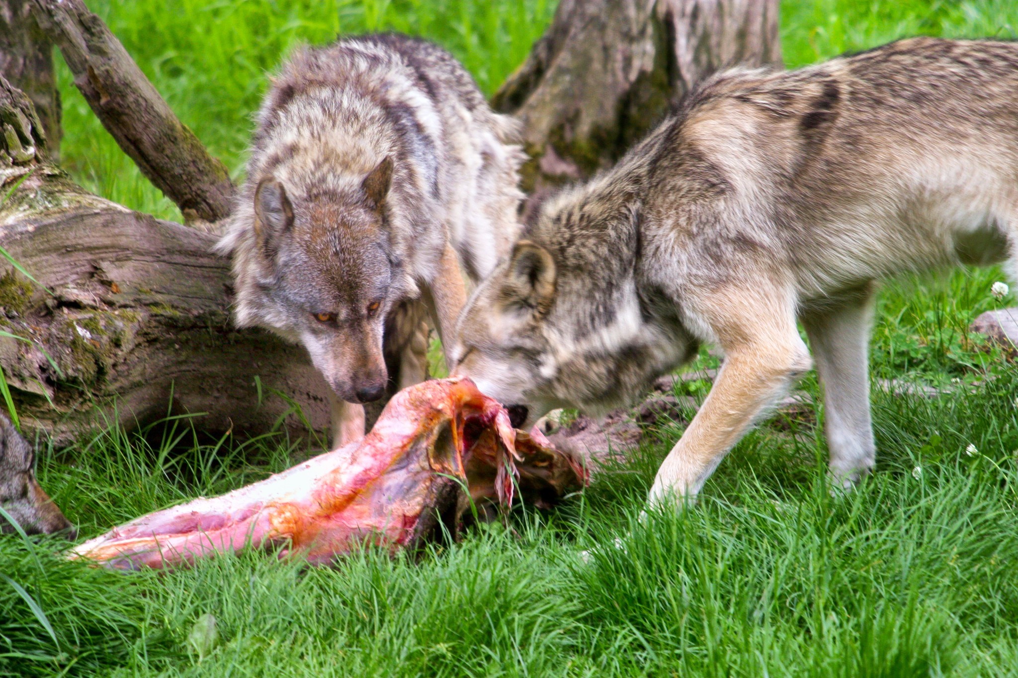 Loup : vers des procédures de tir « accélérées et simplifiées »