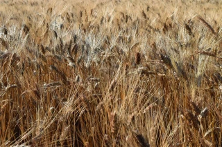 Les préconisations en blé dur et triticale 