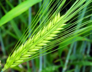 Les variétés conseillées en orge 