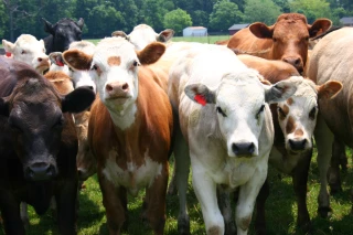 Bovins/MHE : reprise de l’export vers l’Espagne, l’Italie à suivre