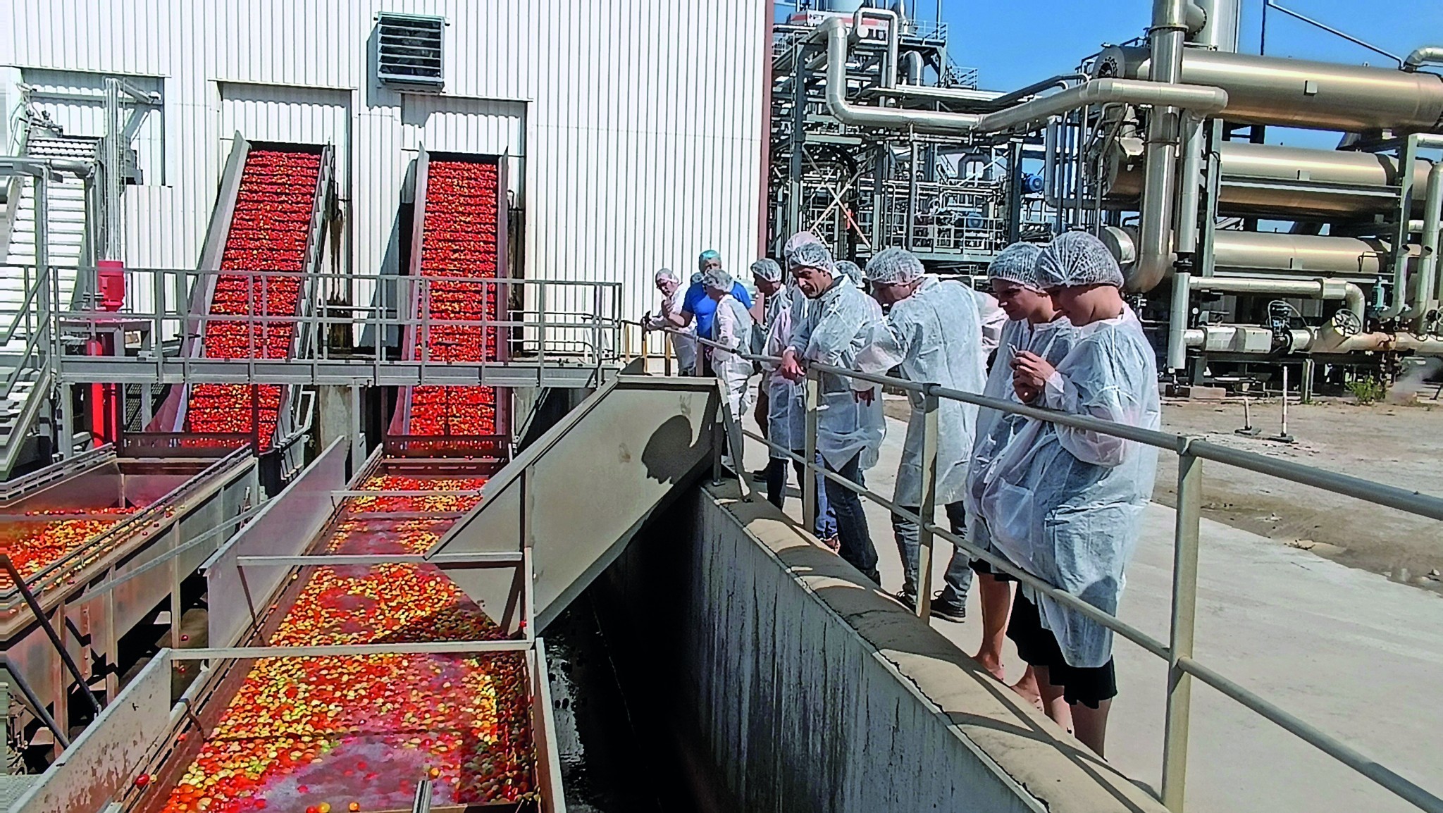 Tomate d’industrie : un vaste plan de reconquête du marché