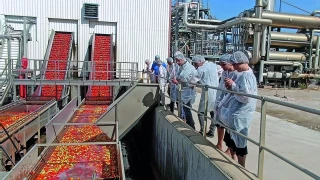Tomate d’industrie :  un vaste plan de reconquête  du marché