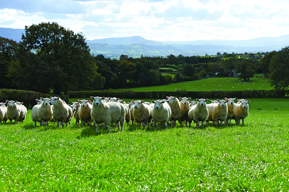 Au Pays de Galles, l’élevage mise sur sa durabilité