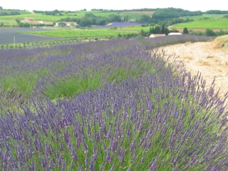 Les lavandiculteurs soulagés