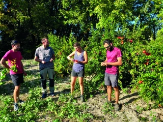 Après les vendanges, la récolte des grenades