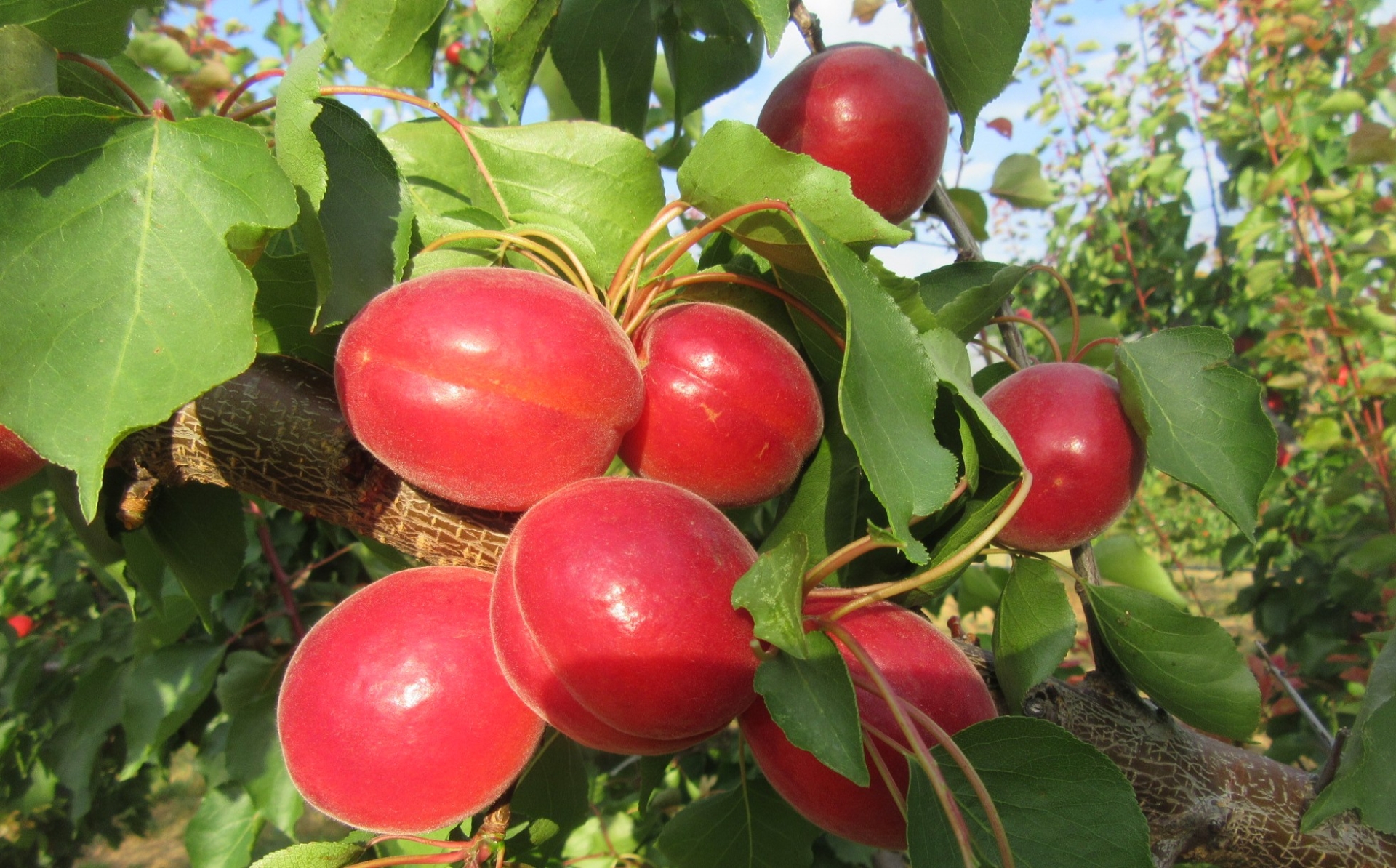 Abricot : comportement  des nouvelles variétés à la Sefra