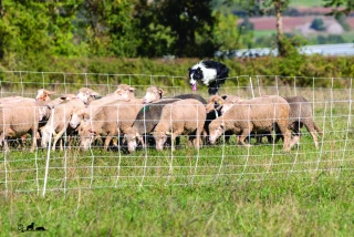 Un Ardéchois, champion de France  de chiens de troupeau inter-races !