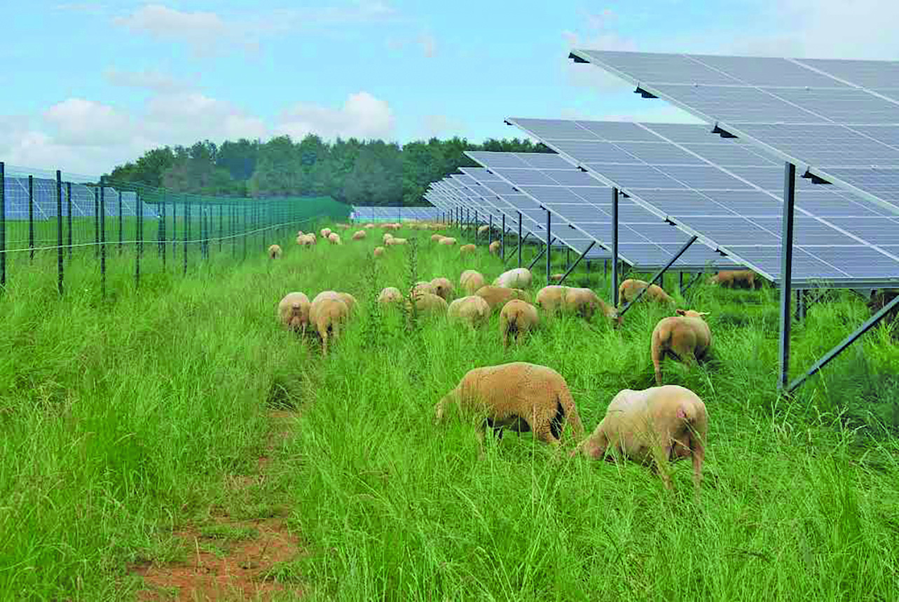 Photovoltaïque au sol : préserver l’activité d’élevage